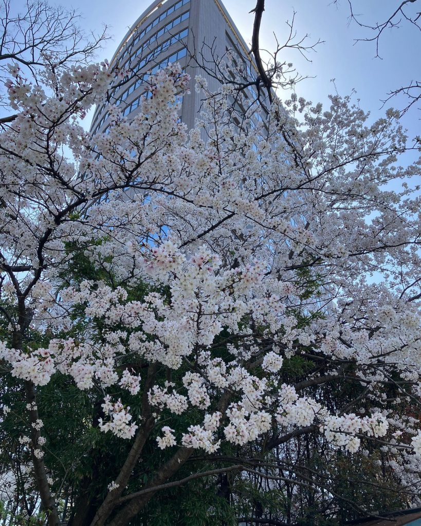 住吉神社⛩桜が綺麗に咲いてますインスタフォローか、いいね️でコラーゲンドリンクプレゼント中＆お試し¥2,200DMにてご予約承ります
